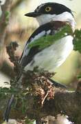 Western Black-headed Batis