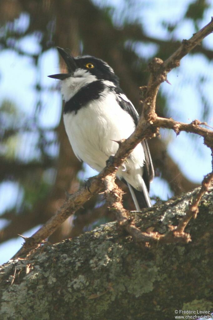 Western Black-headed Batis male adult