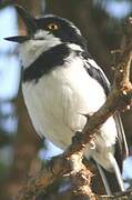 Western Black-headed Batis