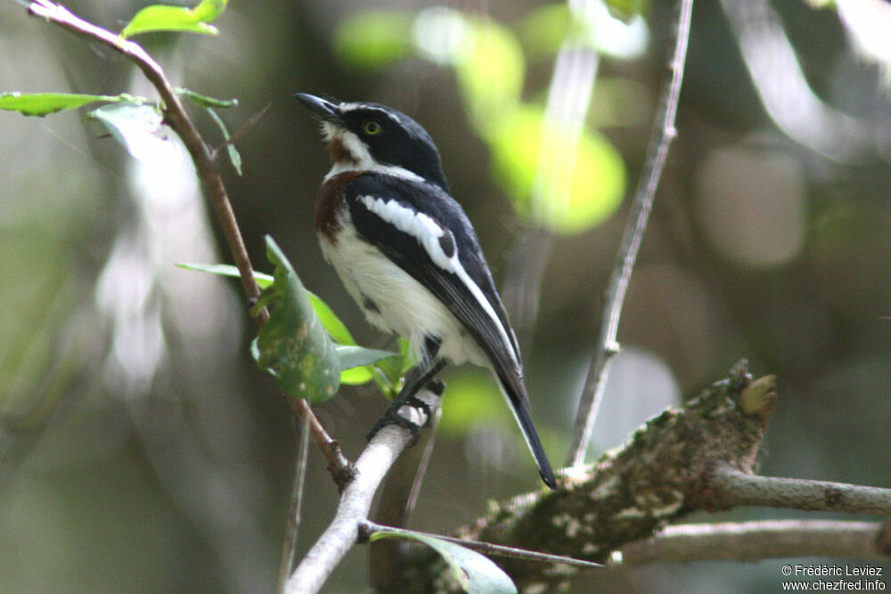 Chinspot Batis female adult, identification