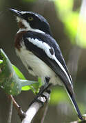 Chinspot Batis