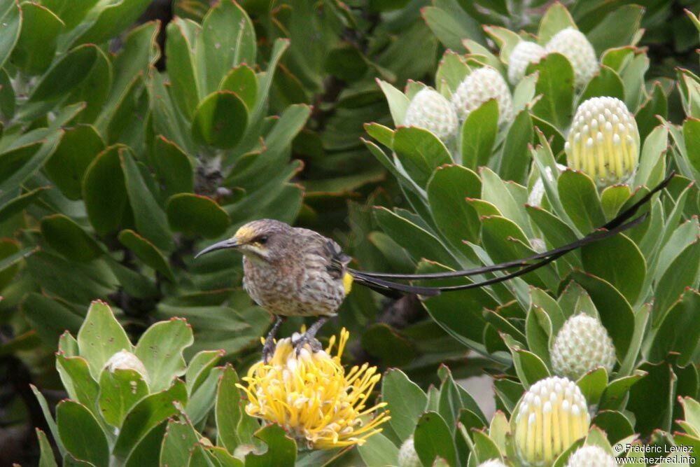 Promérops du Cap mâle adulte, identification