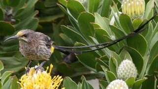 Cape Sugarbird