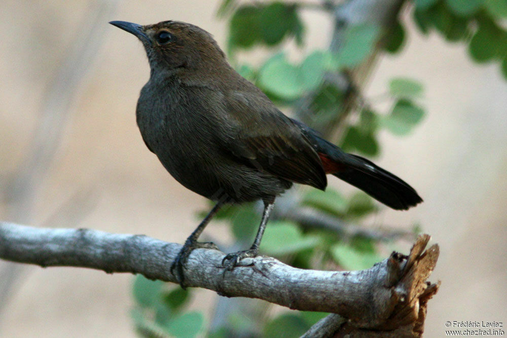 Indian Robin female adult, identification