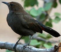 Indian Robin