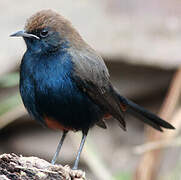 Indian Robin