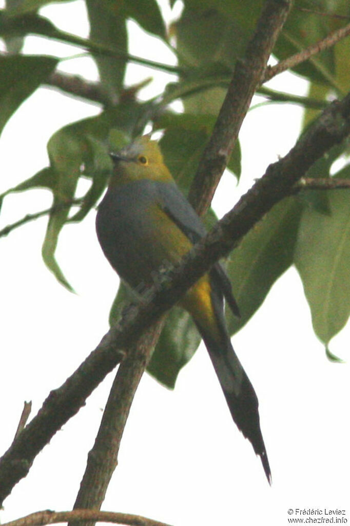 Ptilogon à longue queueadulte, identification