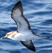 Cory's Shearwater