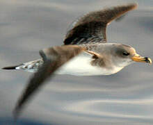 Cory's Shearwater