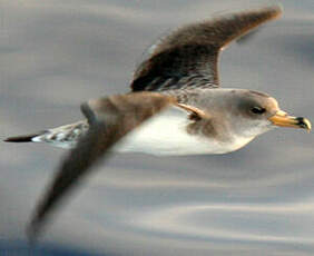 Puffin boréal