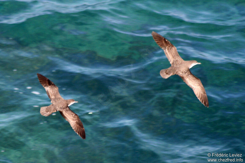 Audubon's Shearwateradult