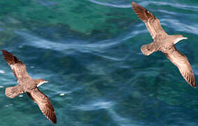 Audubon's Shearwater