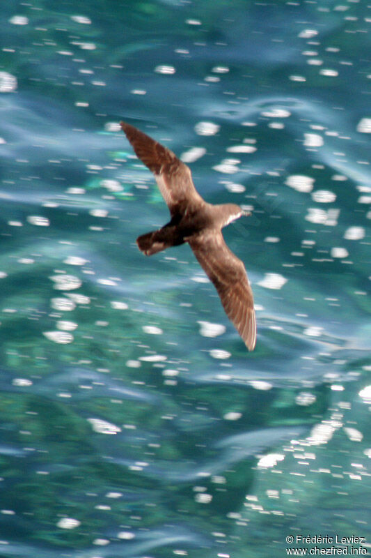 Audubon's Shearwateradult