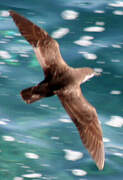 Sargasso Shearwater