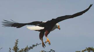 African Fish Eagle