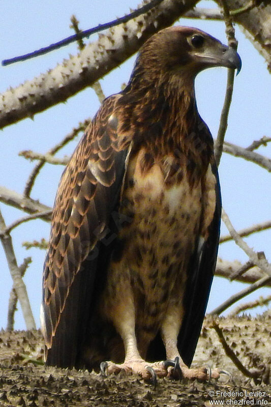 Pygargue vocifère, portrait