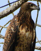 African Fish Eagle