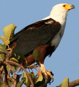 African Fish Eagle