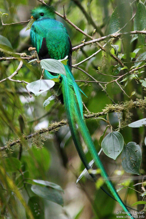 Resplendent Quetzal male adult, identification