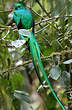 Quetzal resplendissant