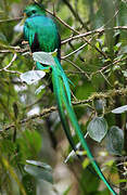 Quetzal resplendissant