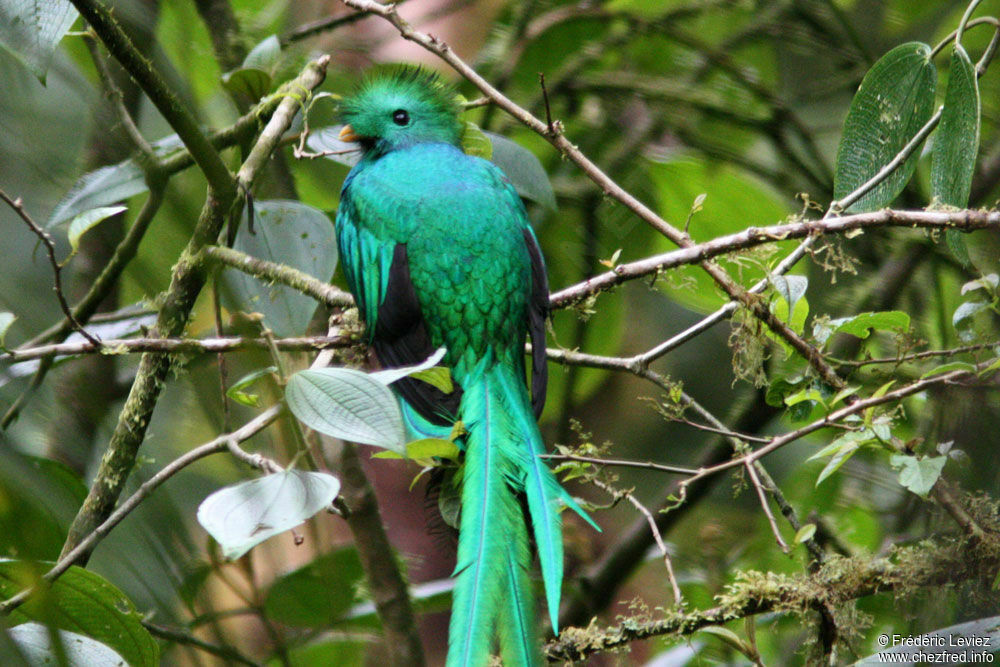 Resplendent Quetzal male adult, identification