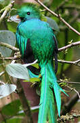 Resplendent Quetzal