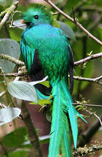 Quetzal resplendissant