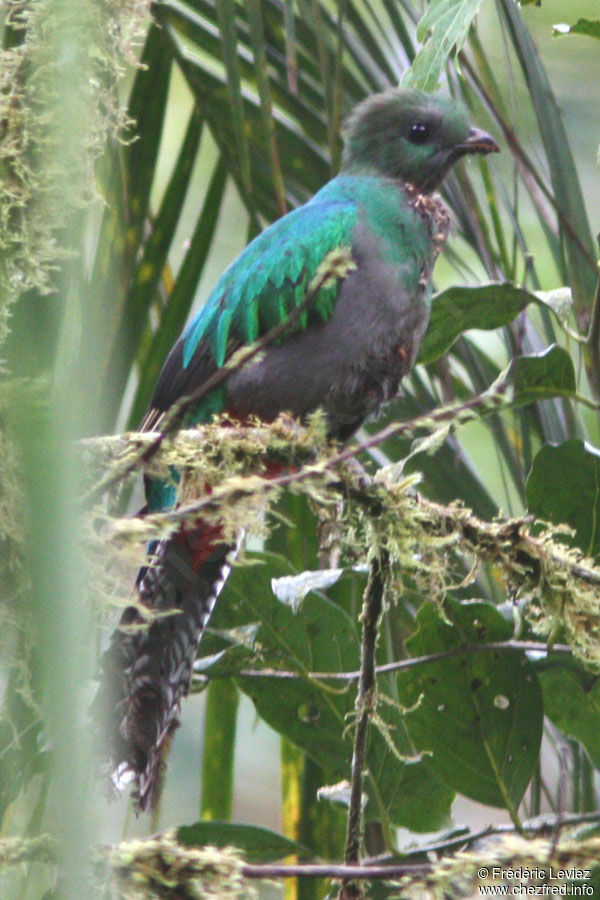 Quetzal resplendissant femelle adulte, identification