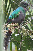 Quetzal resplendissant