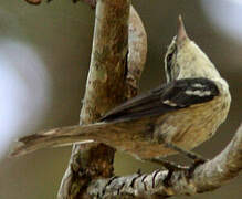 Double-banded Greytail