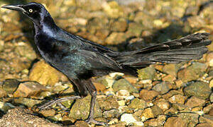 Great-tailed Grackle