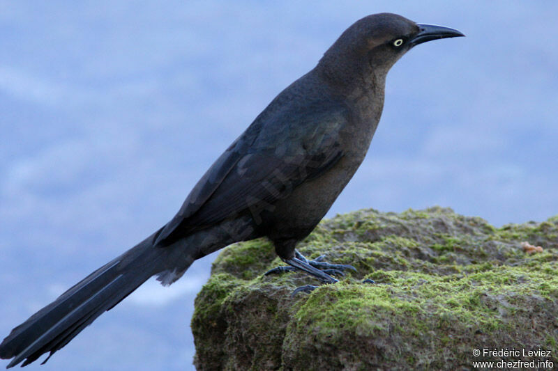 Great-tailed Grackleimmature