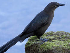 Great-tailed Grackle