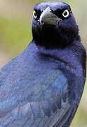 Great-tailed Grackle