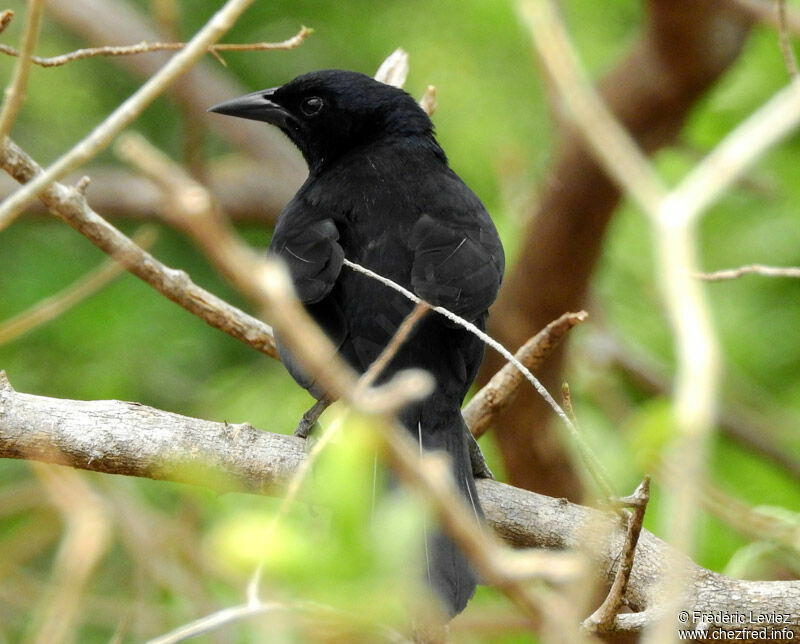 Quiscale chanteuradulte, identification