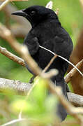 Melodious Blackbird