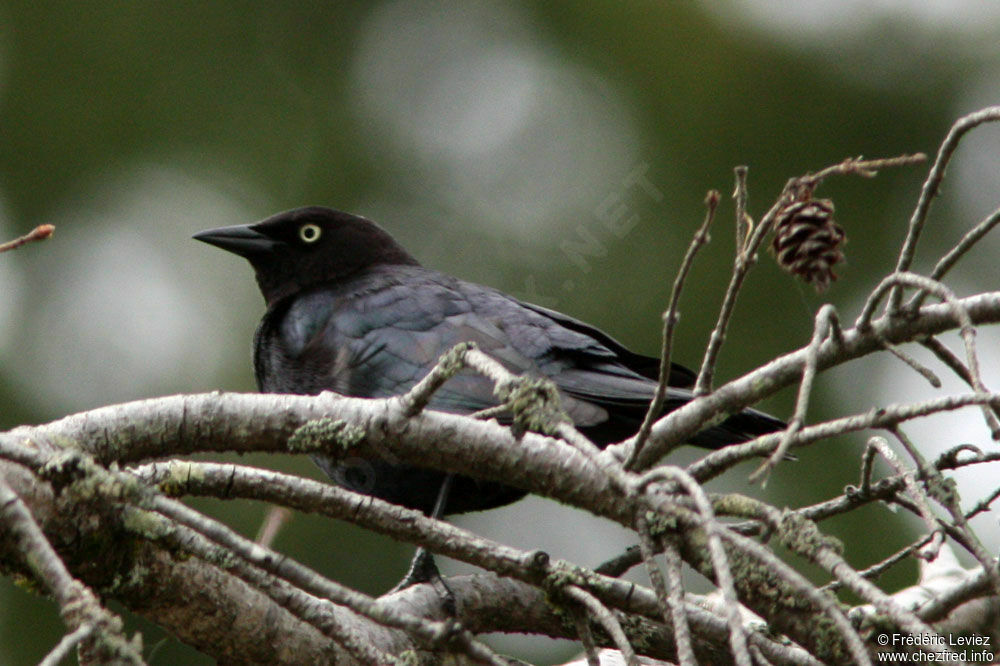 Brewer's Blackbirdadult