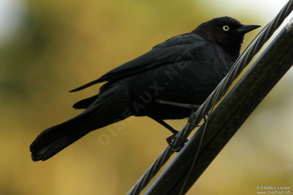 Brewer's Blackbirdadult, identification