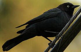 Brewer's Blackbird