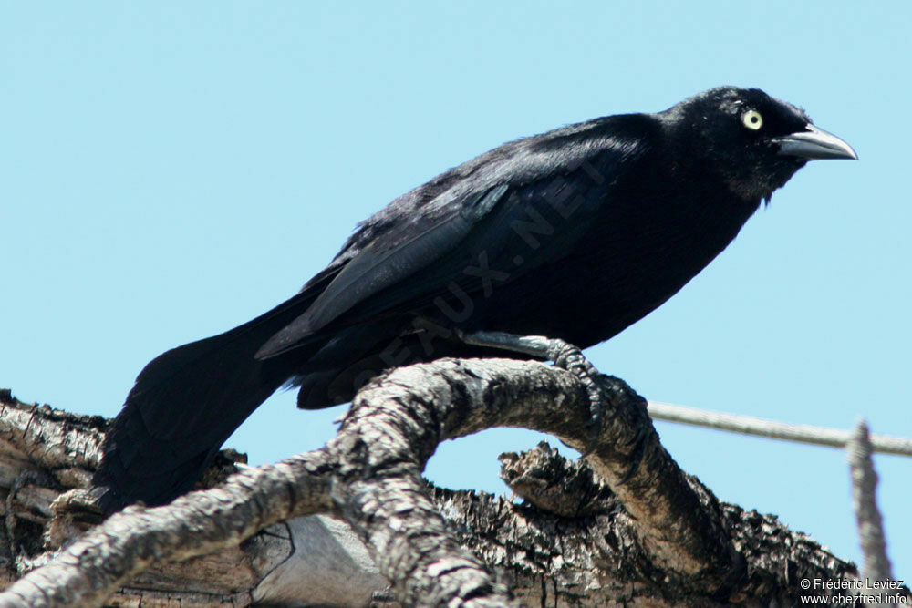 Carib Grackle male adult, identification