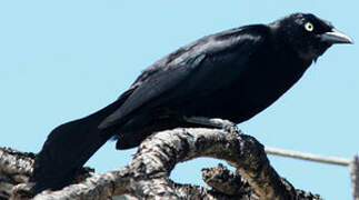 Carib Grackle