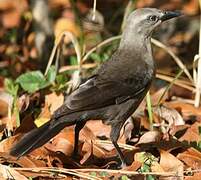 Carib Grackle