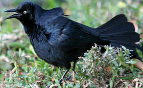 Greater Antillean Grackle