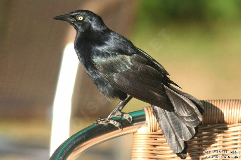 Greater Antillean Grackleadult