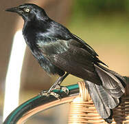 Greater Antillean Grackle