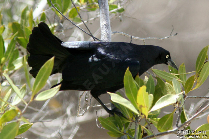 Greater Antillean Grackleadult