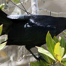 Quiscale noir