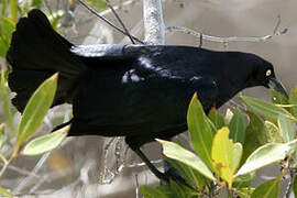 Greater Antillean Grackle