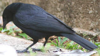 Cuban Blackbird